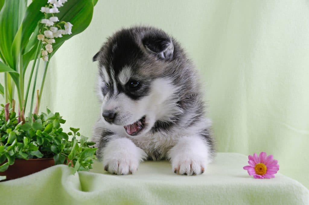 muguet plante toxique chien chat